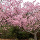 Early blooming cherry blossoms