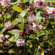 Variegated daphne