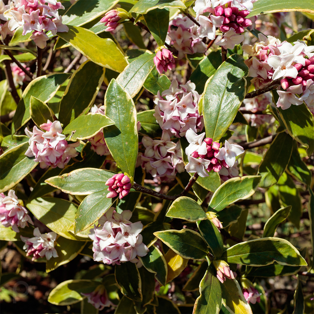 variegated daphne