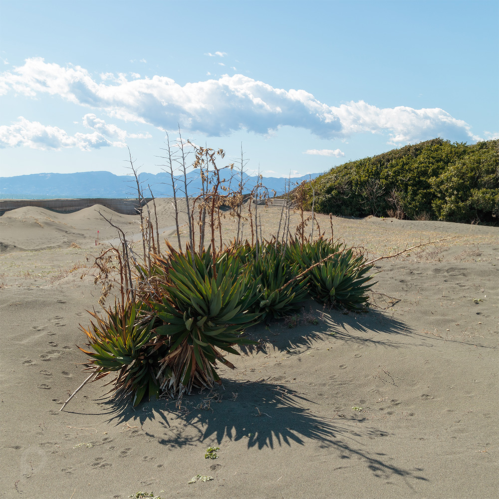 Plants on sandy beach