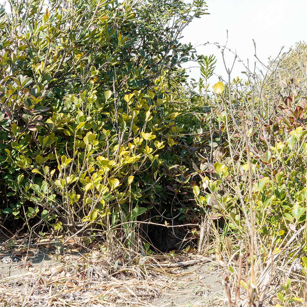 Tabby cat in the bush