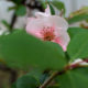 Flowering quince on a cloudy day