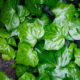 Canary ivy on the patio