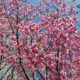 Deep pink cherry blossoms