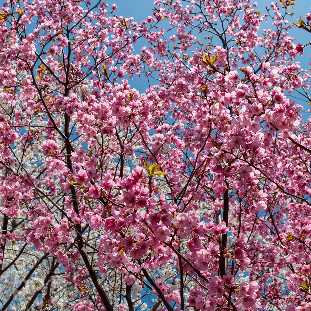 deep pink cherry blossoms