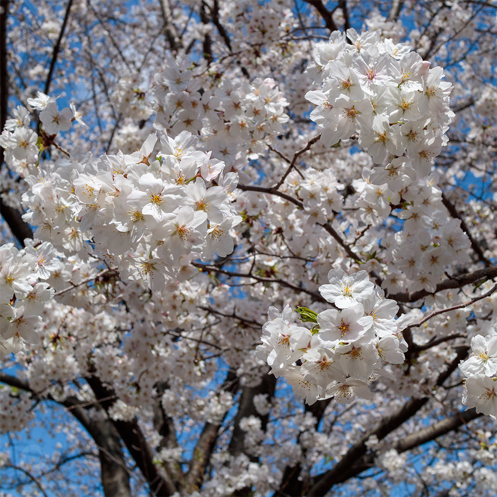 cherry blossoms