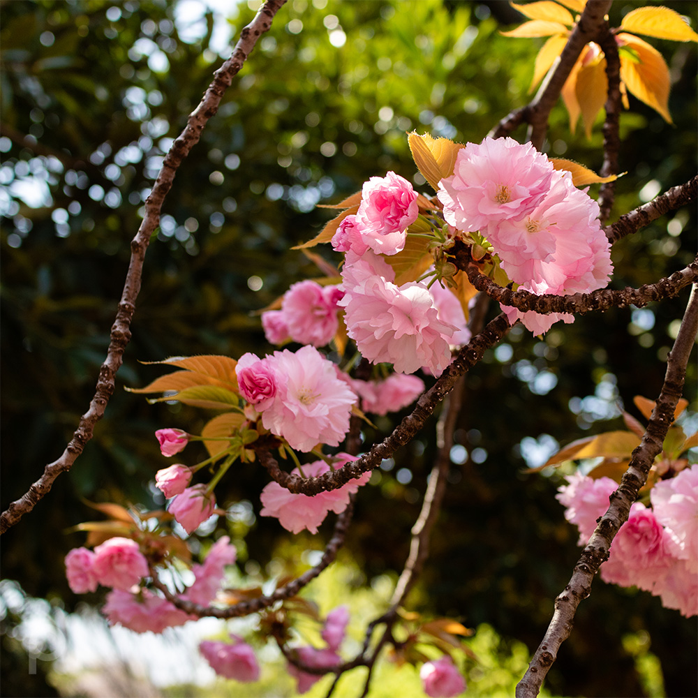 double cherry blossoms