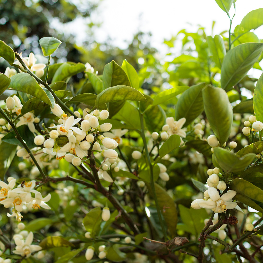 Natumikan flowers