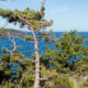 Pine trees by the sea