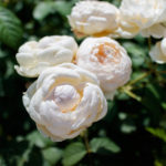 white roses