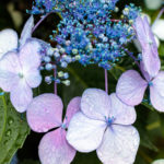 Hydrangea with raindrops