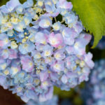 hydrangea