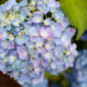 hydrangea