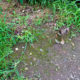 Young starling? On a walk.