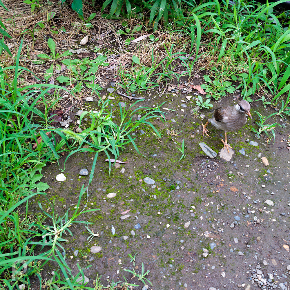 Young starling ? On a walk.