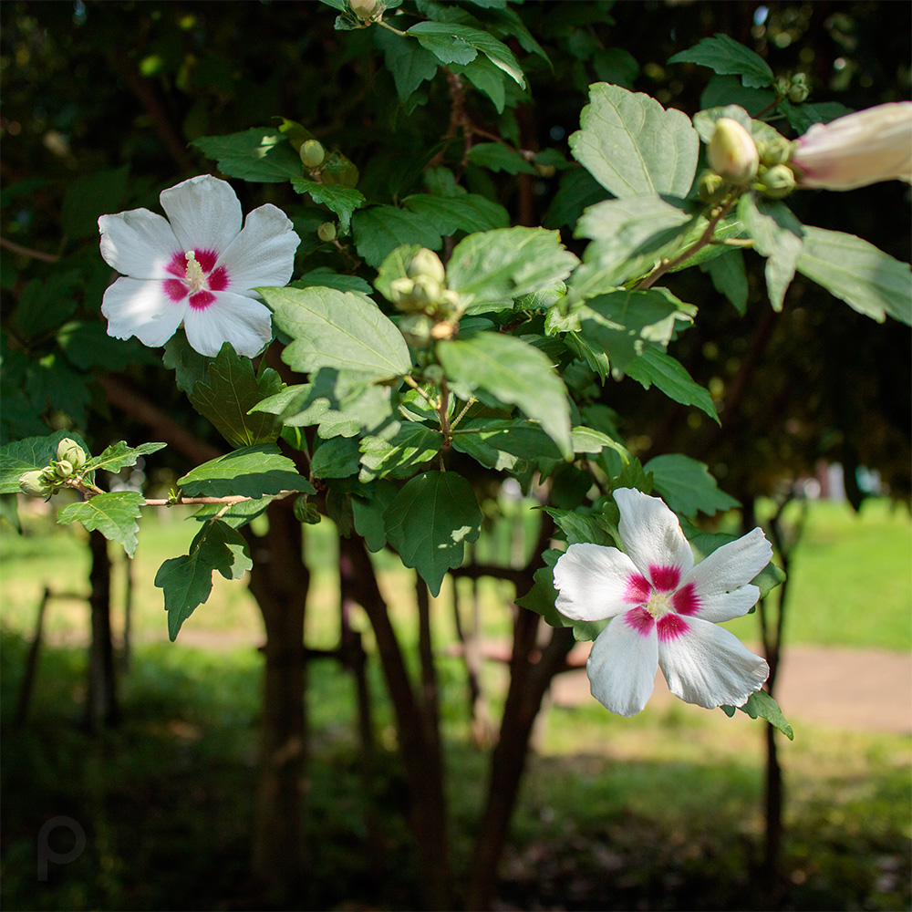 Hibiscus syriacus