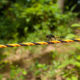 Yellow and black rope and dragonfly