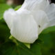 Ant on Cotton rosemallow petals