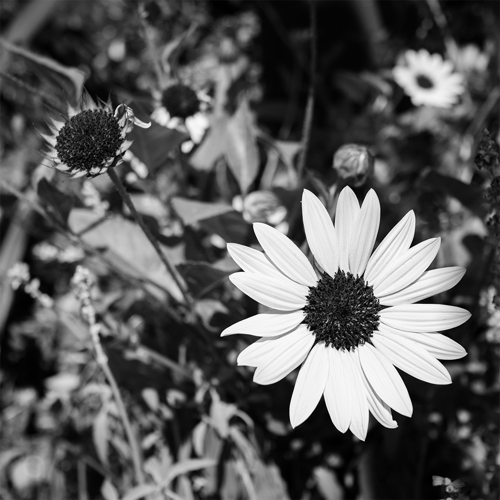 mini sunflowers