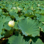 Lotus in bloom on Genpei Pond