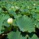 White lotus in bloom on Genpei Pond