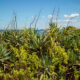 Coastal plants