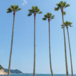 Palm trees by the sea