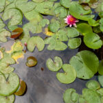 water lilies after the rain