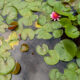 Water lilies after the rain