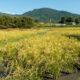 Ears of rice and Mount Miwa