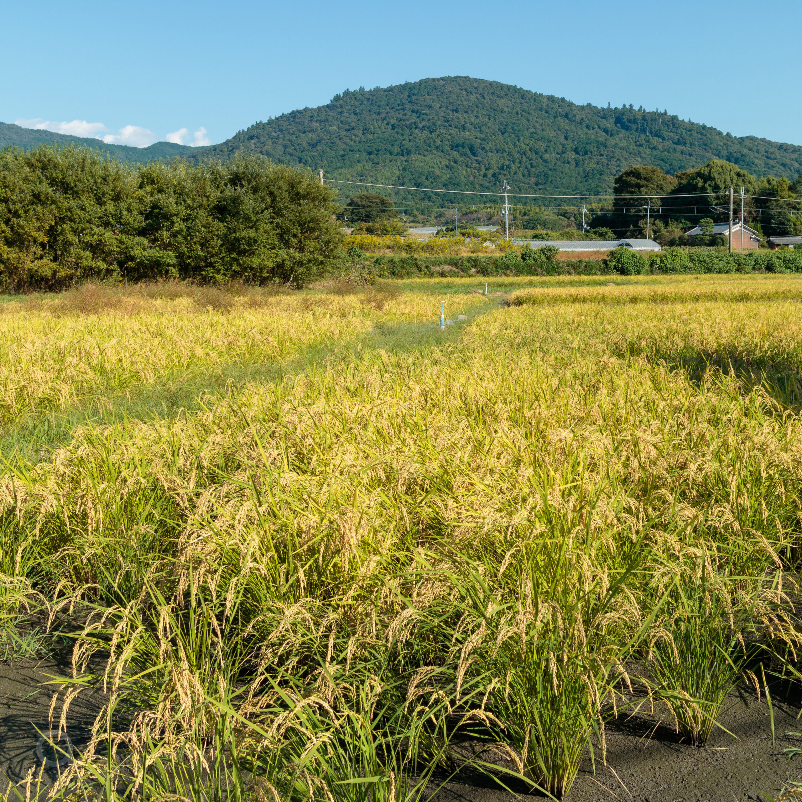 Ears of rice and Mount Miwa