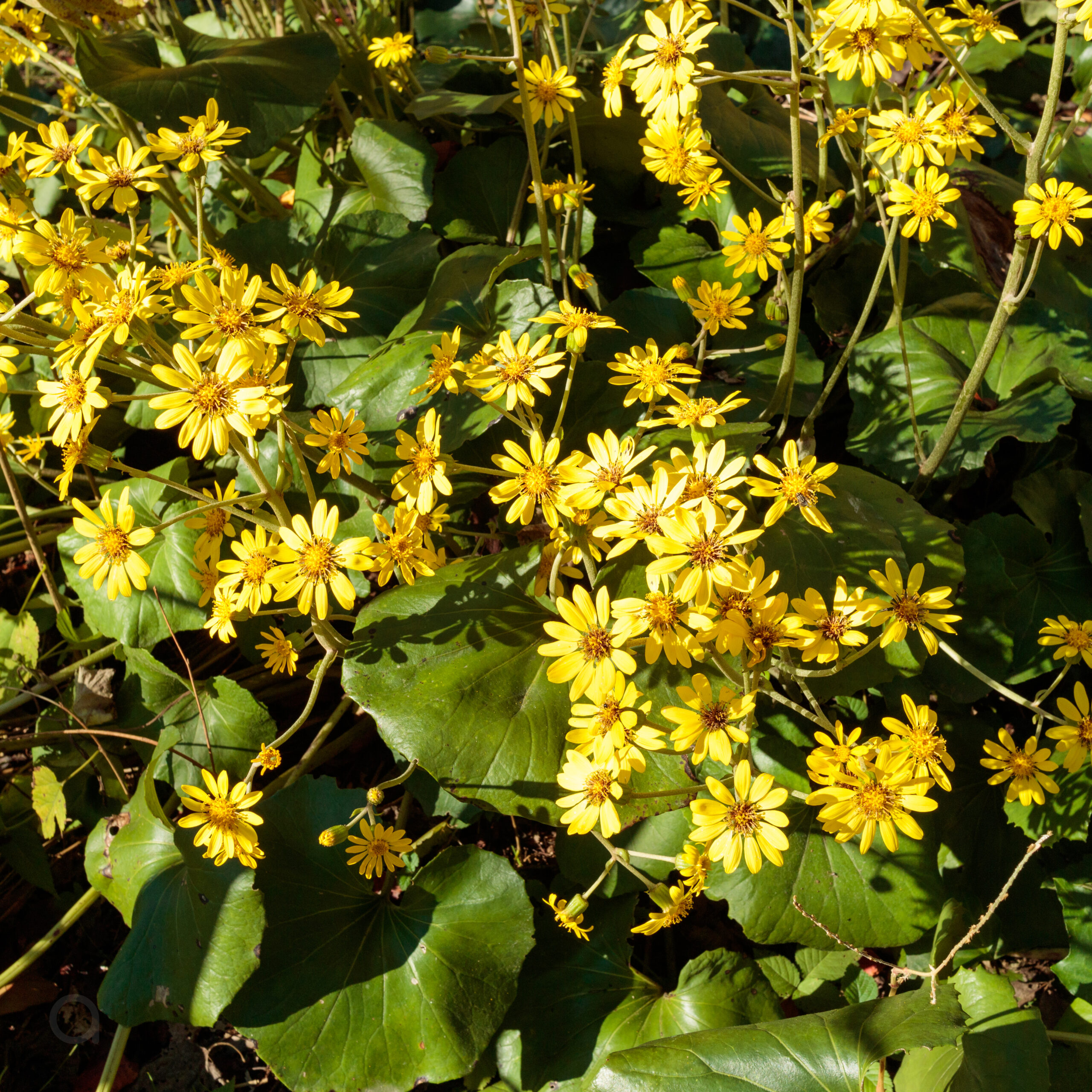 Japanese silverleaf flower field