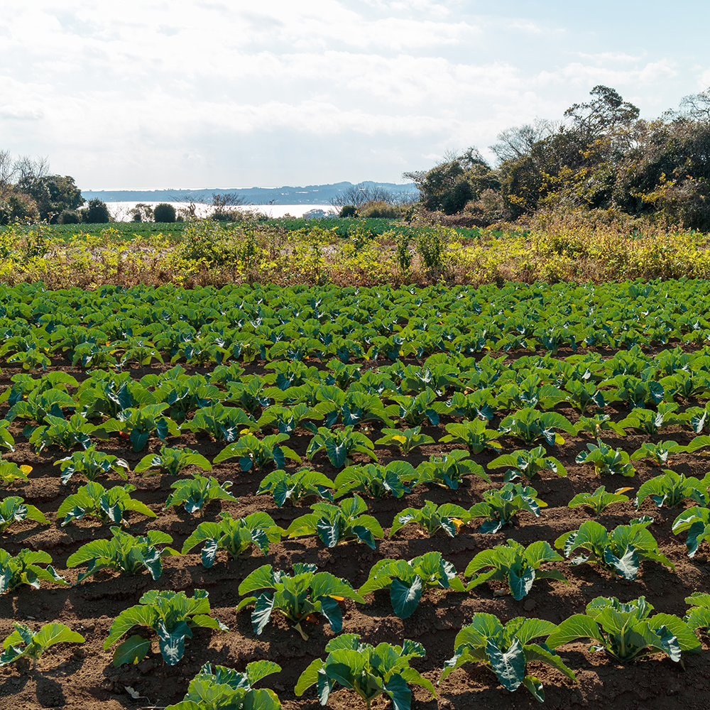 Vegetable field near the sea