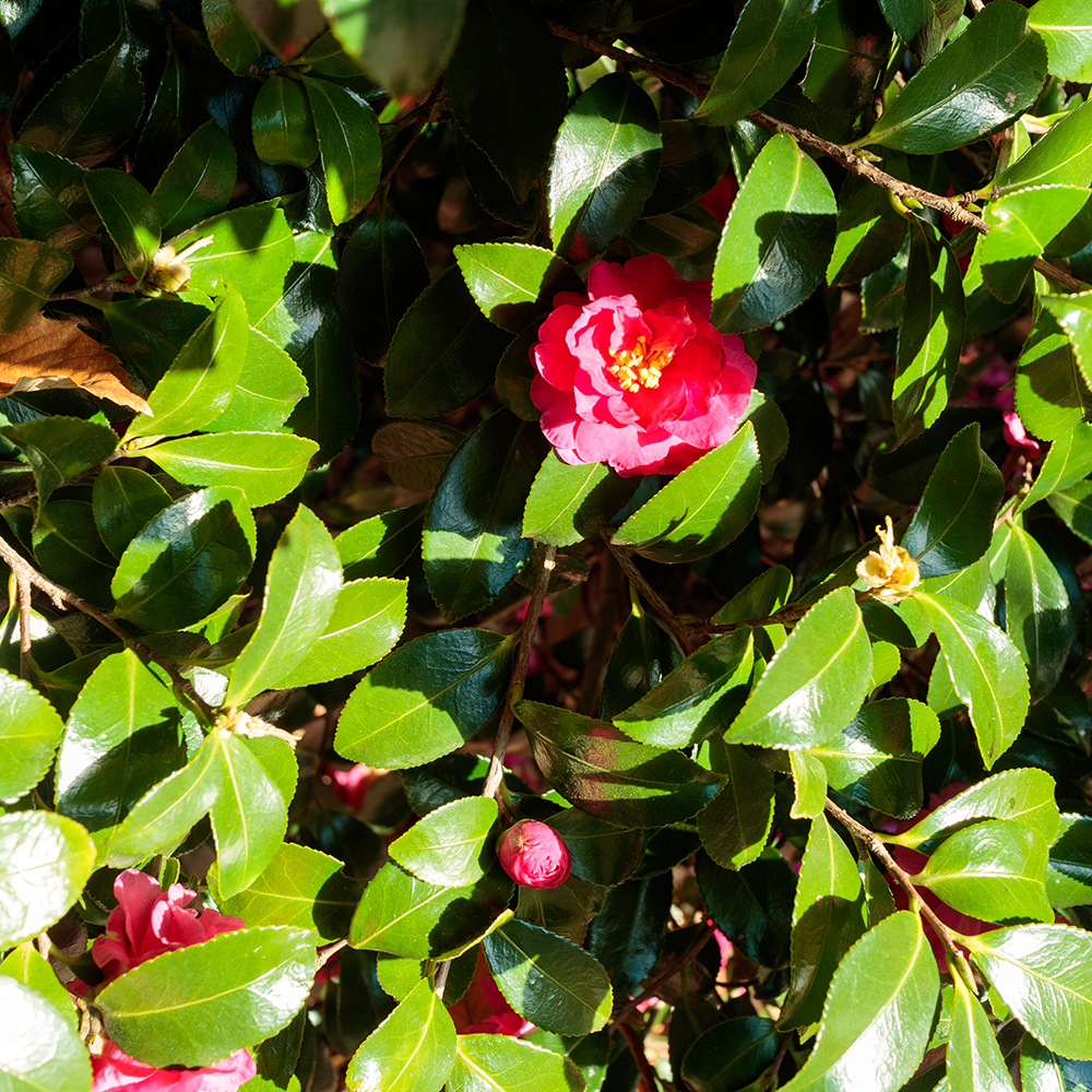 Camellia sasanqua