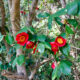 Camellia