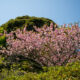 Double cherry blossom