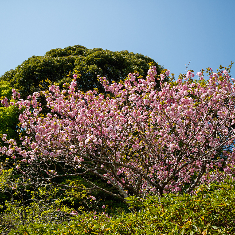 double cherry blossom