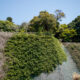 Cliff plants
