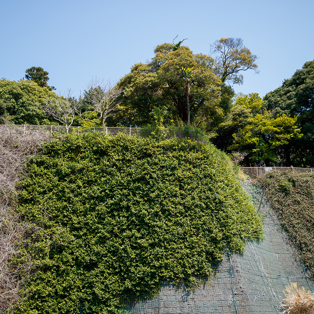 Cliff plants