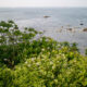 Wild radish flowers and a view of Tokyo Bay