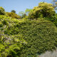 Cliff plants and wisteria flowers
