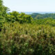 The view from Rokkoku-Kenzan