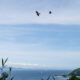 Uraga Channel and two black kites