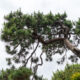 Pine