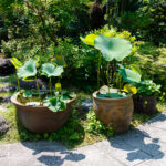 Lotus leaves in a pot