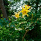 Yellow lily