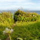 Summer grass and Uraga Channel