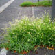Green foxtail in the parking lot