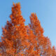 Metasequoia trees turning red