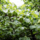 Gouttes de pluie et fruits de l’abricotier du Japon